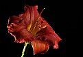 Picture Title - red lily 2