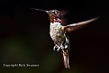 Picture Title - "Lil Red The Hummingbird"
