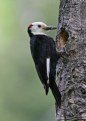 Picture Title - White-headed Woodpecker