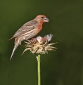 Picture Title - House Finch