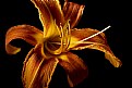 Picture Title - common day lily