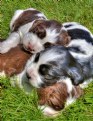 Picture Title - English Springer Spaniels