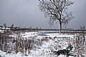 Picture Title - Frozen Tree