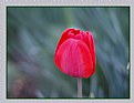 Picture Title - Tulip