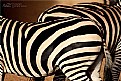 Picture Title - zebra