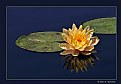 Picture Title - Waterlily (d3379)