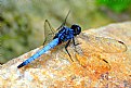 Picture Title - Blue Dragonfly