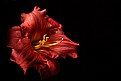 Picture Title - red lily 3