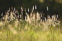 Picture Title - Field of weeds