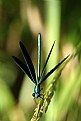 Picture Title - Unique dragonfly