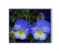 Picture Title - Blue Pansies