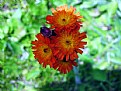 Picture Title - Indian Paint Brush