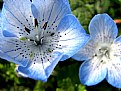 Picture Title - Blue flowers