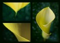 Picture Title - The yellow calla