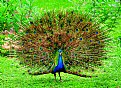 Picture Title - Peacock