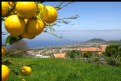 Picture Title - Limones