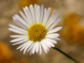 Picture Title - A Simple Daisy