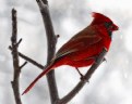 Picture Title - snowstorm cardinal