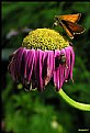 Picture Title - On the top of the flower