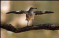 Picture Title - Mockingbird