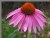 CONEFLOWER