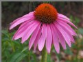 Picture Title - CONEFLOWER