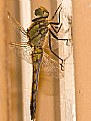 Picture Title - !st Dragonfly
