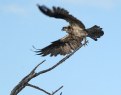 Picture Title - Osprey