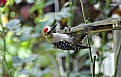 Picture Title - carpenter at my garden