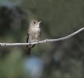 Picture Title - Western Wood-Pewee