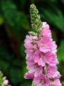 Picture Title - Pink Hollyhocks