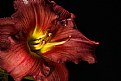 Picture Title - red lily 4