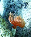 Picture Title - Tube Worm (Protula sp.)