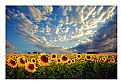 Picture Title - Sunflowers