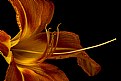 Picture Title - common day lily 2