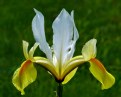 Picture Title - Yellow Iris