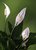 Peace Lily