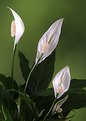 Picture Title - Peace Lily