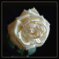 Picture Title - White Rose