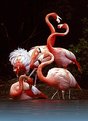 Picture Title - Flamingo's