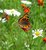 Butterfly in my Garden