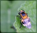 Picture Title - Borbus terrestris