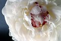 Picture Title - Peony I