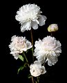 Picture Title - Peonies II