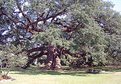 Picture Title - OLD OAK RE: