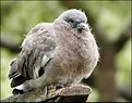 Picture Title - Baby wood pigeon