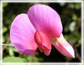 Picture Title - Sweet Pea