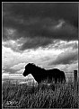 Picture Title - Highlands Horse