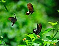 Picture Title - Butterfly Party