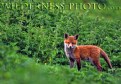 Picture Title - WILD FOX